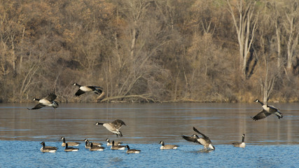 Flock of Geese landing in a small lake
