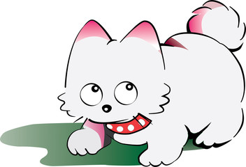 white cat