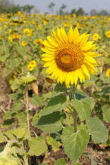 Fototapeta premium sunflower