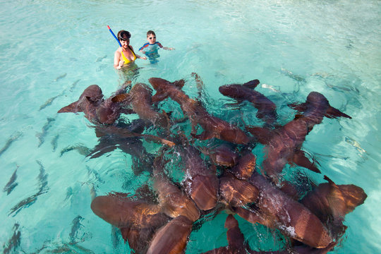 Swimming with nurse sharks