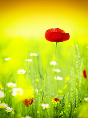 Obrazy na Plexi  Letnie kwiaty