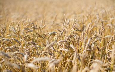 Fototapeta premium Yellow grain ready for harvest