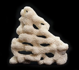 fragment of coral skeleton found at beach on black