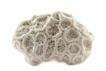 fragment of coral skeleton found at beach on white
