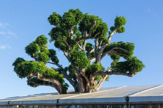 Large Acacia Koa Tree Growing In Roof