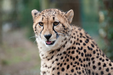 Naklejka na ściany i meble Gepard, Cheetah