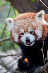 Kleiner Panda, Red Panda