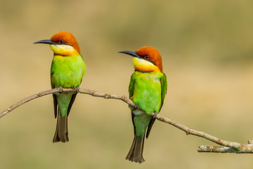 Couple Chestnut-headed Bee-eater