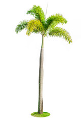 Foxtail palm tree isolated on white background