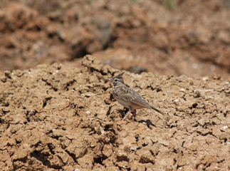 lark sitting on dry ground