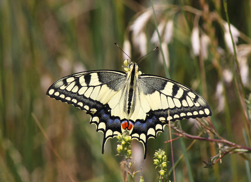 Papilio Machaon butterfly in grass