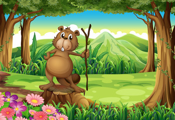 A beaver at the forest standing above the stump © GraphicsRF