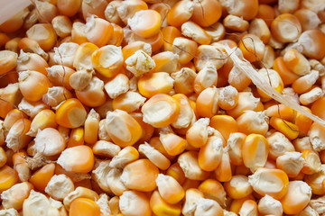 Bulk of corn grains