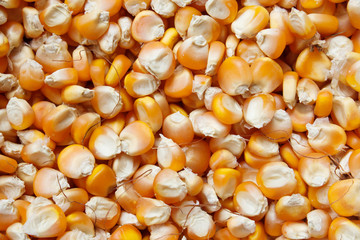 Bulk of corn grains