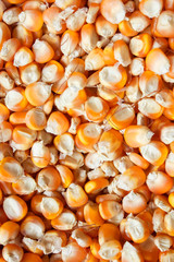 Bulk of corn grains