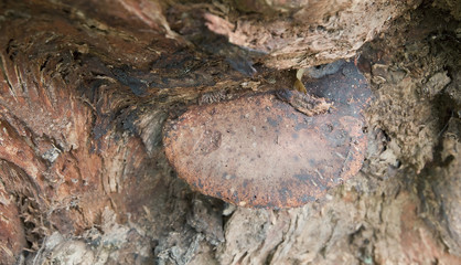 Beefsteak fungus, Fistulina hepatica, schizophyllaceae