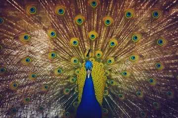 Fototapeta premium Peacock with feathers out