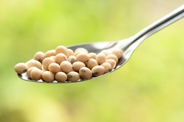 close up soybean on spoon over natural green background