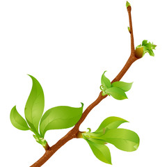 Highly detailed spring branch; eps8