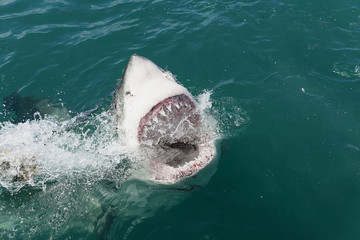 Obraz premium Wielki biały rekin