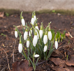 Snowdrops