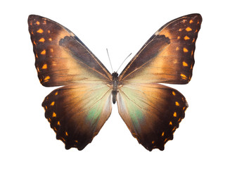 Butterfly Morpho Telemachus - 61531483