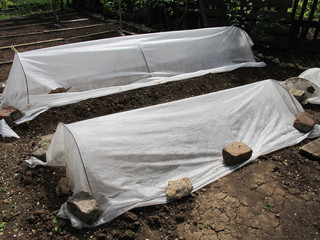 Spunbond hotbeds for vegetable seedlings against night frost 