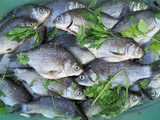 Scaled European carps with greenery
