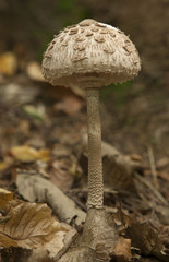 treasure of the forest