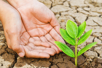 hands watering a tree on cracked earth / love nature