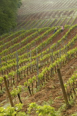 Fototapeta na wymiar Tuscan Vineyard