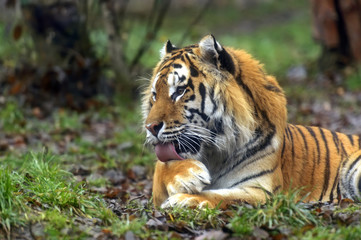 Amur Tiger in the summer