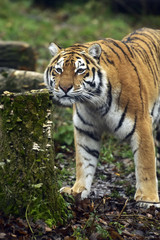 Naklejka premium Amur Tiger