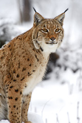 Winter Lynx