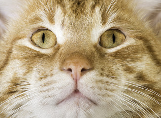 Fototapeta premium Orange cat close up eyes