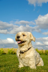 Happy Bichon Havanais dog