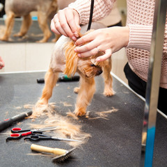 Yorkshire terrier dog haircut. beauty salon
