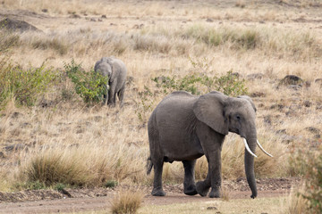 Pair of African bush elephant (Loxodonta africana) , Kenya