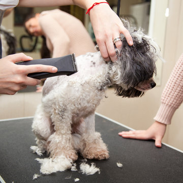 Dog poodle cut their hair in a beauty salon