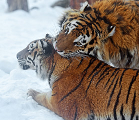 Amur Tiger