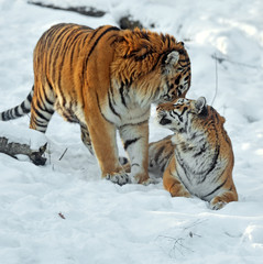 Amur Tiger
