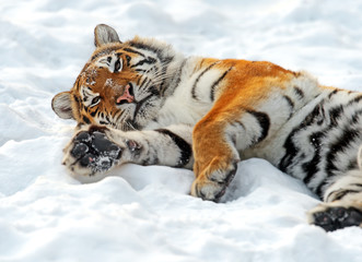 Amur Tiger