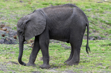 Obraz premium Elefantenkalb im Chobe-Park, Botswana