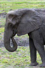 Fototapeta premium Fressender Elefant im Chobe-Park, Botswana