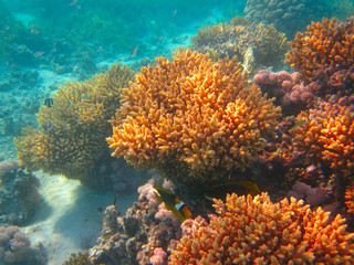 Naklejka na ściany i meble underwater life of tropical sea