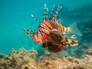 underwater life of tropical sea