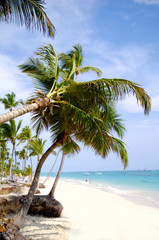 Obraz premium Beach with palm and white sand