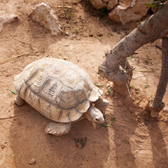 Fototapeta premium Turtle