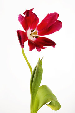 listless tulip