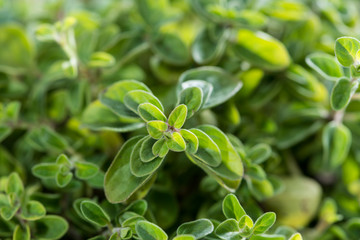 Oregano Plant (close-up shot)